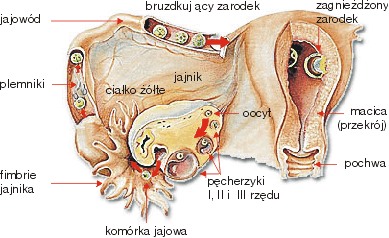 r_komjaj.jpg (36800 bytes)