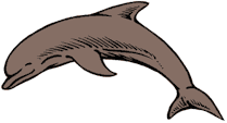 dolphin.gif (3699 bytes)