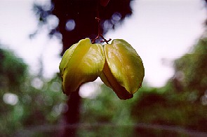 Carambola.  Copyright Sheila Thomson.  All rights reserved.