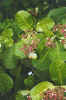 Cashew Flowers and Nut. Copyright 1998 Sheila Thomson. All rights reserved.