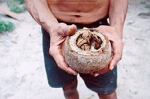 Brazil Nuts.  Copyright Sheila Thomson.  All rights reserved.