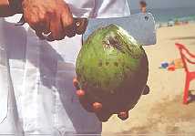 Opening Coconut. Copyright Sheila Thomson. All rights reserved.