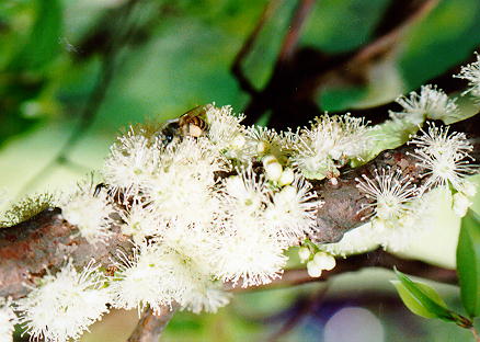 Jabuticabeira in Bloom.  Copyright Cristina Umino.  All rights reserved.