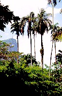 Botanical Gardens in Rio de Janeiro.  Copyright Sheila Thomson.  All rights reserved.