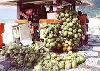 Lotsofcoconuts.  Copyright Sheila Thomson.  All rights reserved.