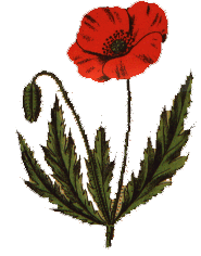 Papaver Rhoeas