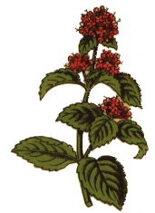 Mentha aquatica L.