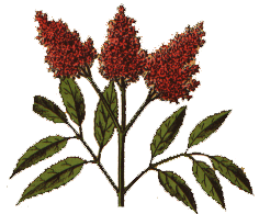 Sambucus Ebulus