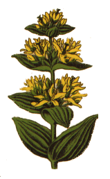 Gentiana lutea L.