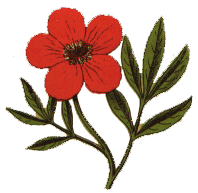 paeonia_officinalis.gif (15596 bytes)