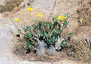 Pachypodium rosulatum zwana stop▒ s│onia