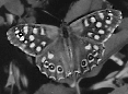 Speckled Wood GIF