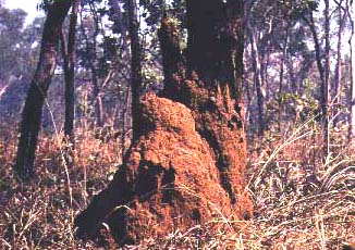 termite mound