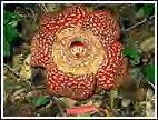 Rafflesia