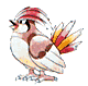 Pidgeotto