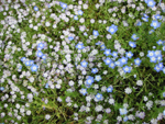 花壇の花　白の花と青の花が半々