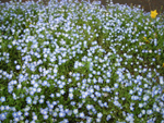 花壇の花　青い花メイン