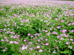 れんげ畑　まだ個別に花が認識可能