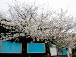 駅前の桜　まだ花がたわわに