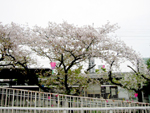 駅前の桜　かなり葉桜化