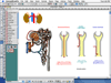HealthCare Management software -  Medical diagrams,Medical illustrations,  Medical training diagrams