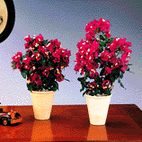 Bougainvillea_glabra.gif (21806 bytes)