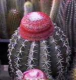 melocactus.jpg (8628 bytes)