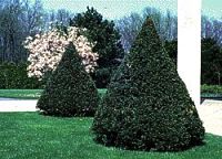 Tis  - Taxus