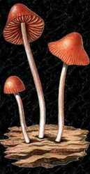 Conocybe siliqineoides