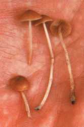 Conocybe cyanopus