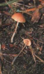 Conocybe smithii