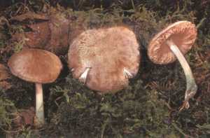 Pluteus salicinus