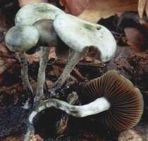 Psilocybe arcana