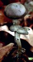 Psilocybe arcana