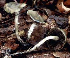 Psilocybe arcana