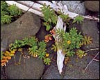 Silverweed