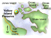 Yellow Island