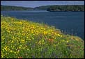 Yellow Flowers Photo