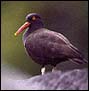 Black Oyster Catcher