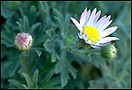 Lavender Basalt Daisy