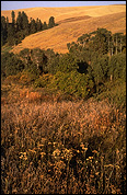 Rose Creek Preserve