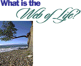 Tree and a beach