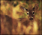 Columbian white-tailed deer