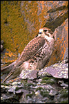 Prairie falcon