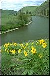 Yellow arrowleaf balsamroot flowers