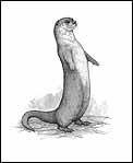 River Otter