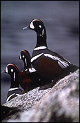 harlequin duck