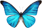 MorphOS