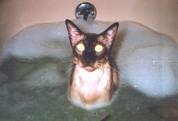 Cat Bath