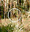 Bigfoot Image